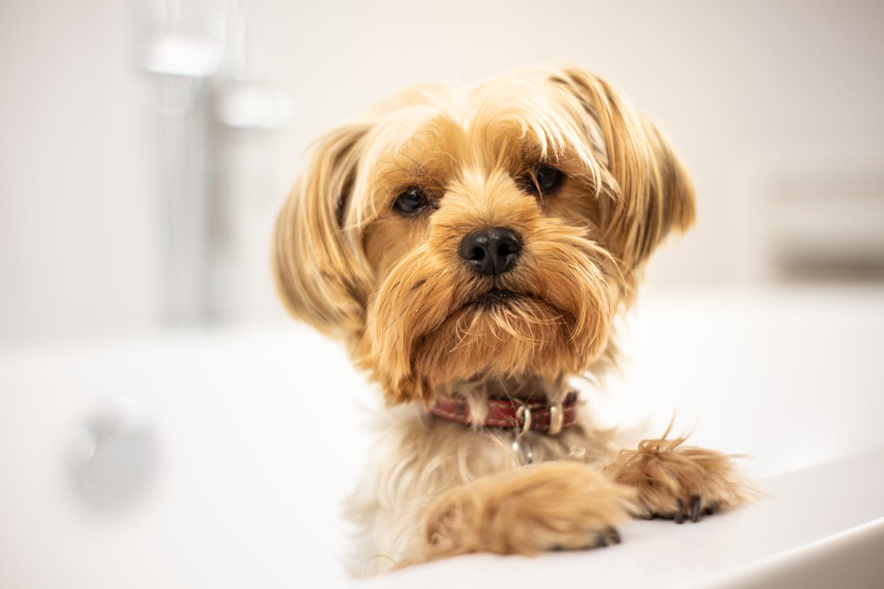 5 Tips Every Dog Owner Needs to Know About Grooming